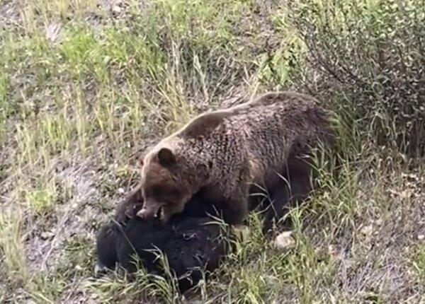 تکه پاره شدن خرس سیاه به وسیله یک شکارچی غول پیکر ، عکس